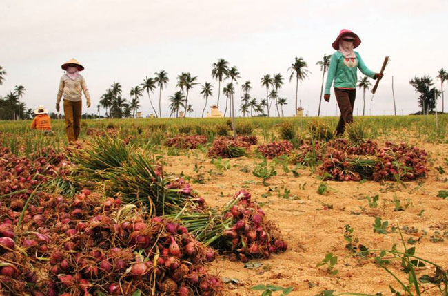 Violet onion planting on Ly Son island